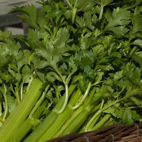 Celery Bunch