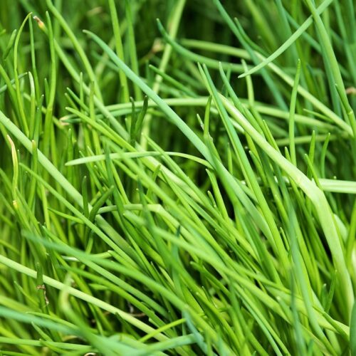 Chives Punnet