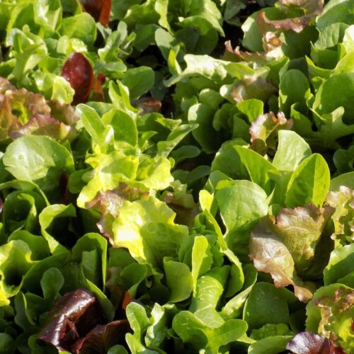 Mix Lettuce pack 250g